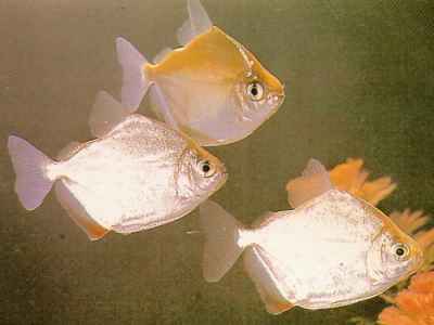 ماهیان آکواریومی - سیلور دالر