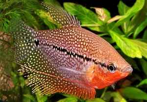 ماهی گورامی
