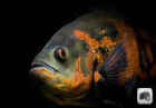 تصویر ماهی اسکار