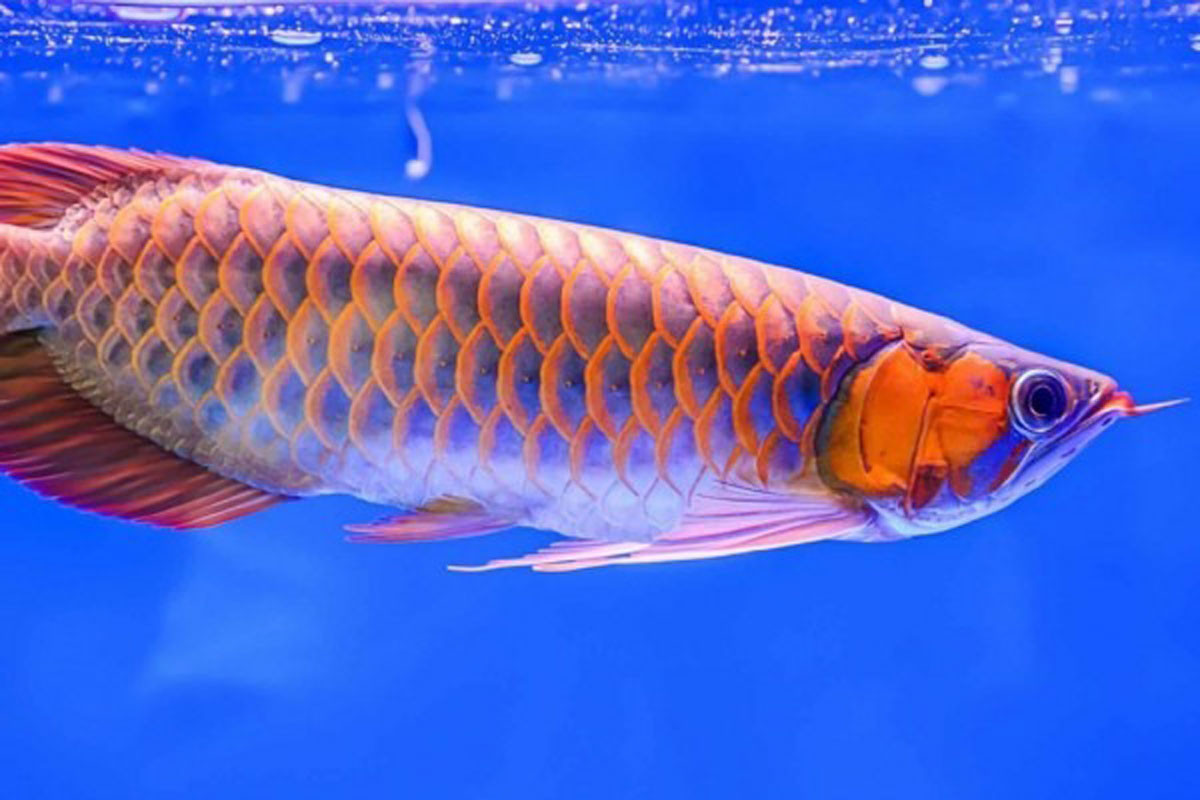 شناخت و نگهداری ماهی آروانا