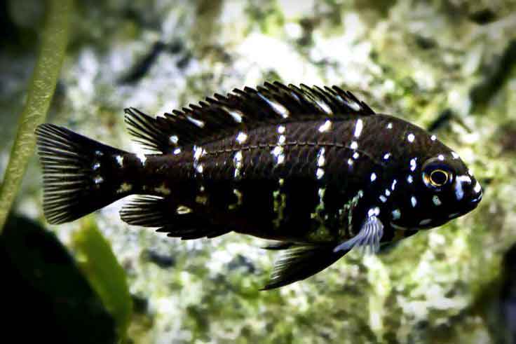 ماهی دوبویسی جوان