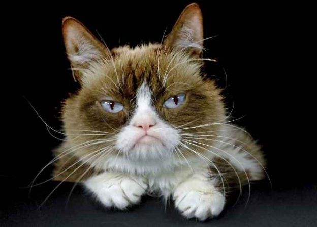مرگ گرامپی کت، گربه معروفی که میلیون ها هوادار دارد