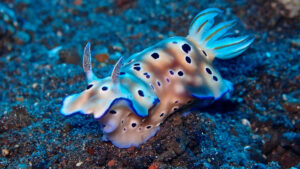 شناخت لیسه‌ دریایی (Nudibranch)