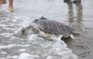 بازگشت لاکپشت دریایی مجروح در معرض خطر انقراض به اقیانوس آرام