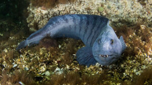 معرفی و شناخت گرگ ماهی اطلسی (Anarhichas lupus)