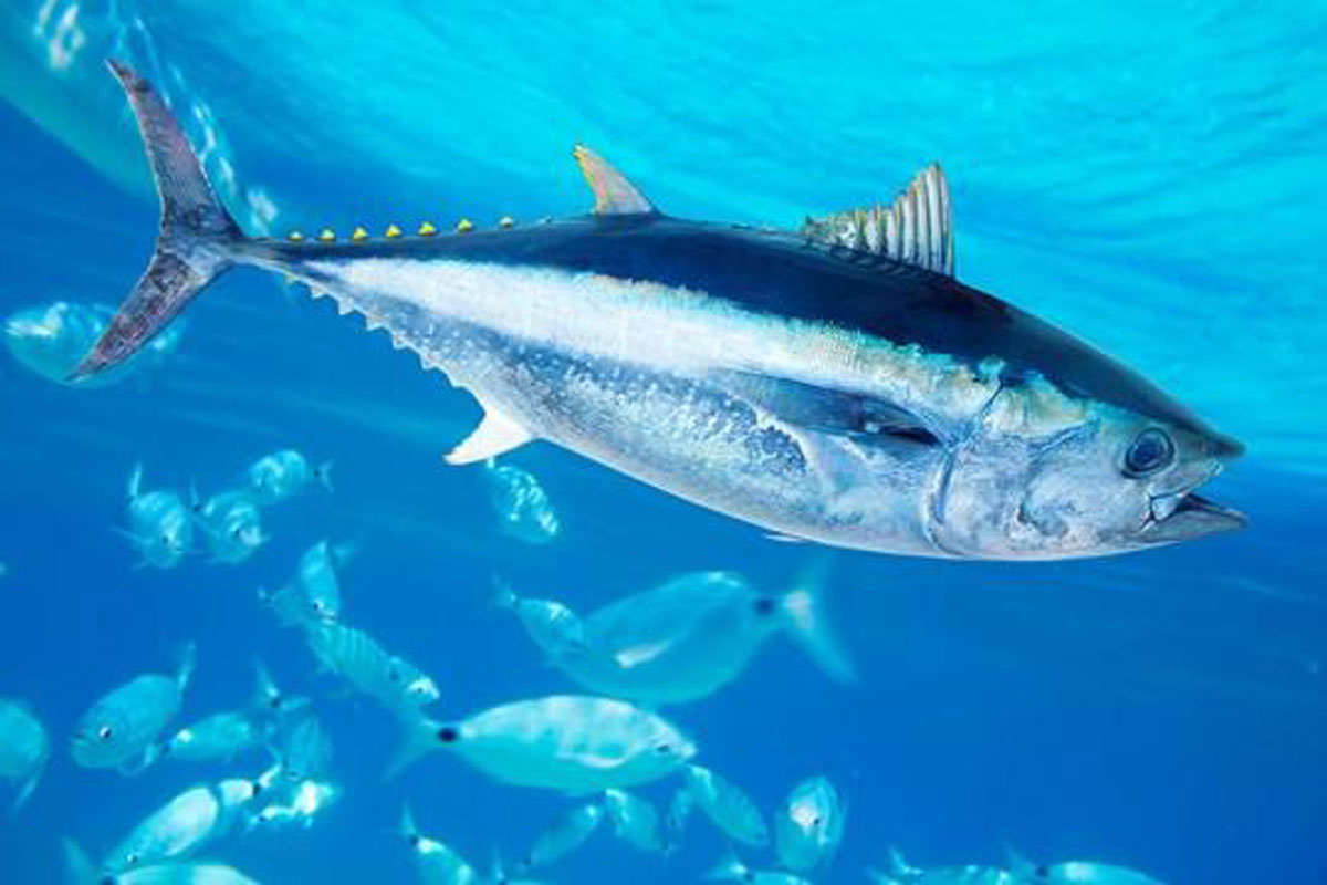 تن چشم درشت (Bigeye Tuna)