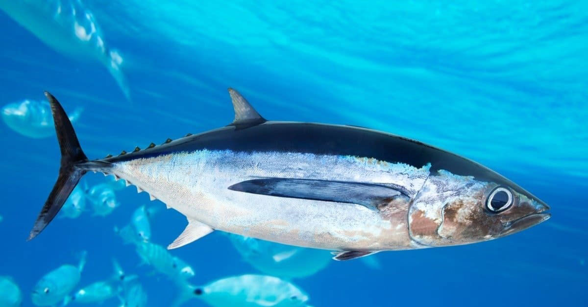 تن آلباکور (Albacore Tuna)