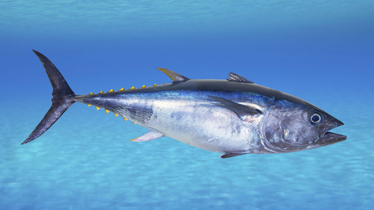 تن بلوفین (Bluefin Tuna)