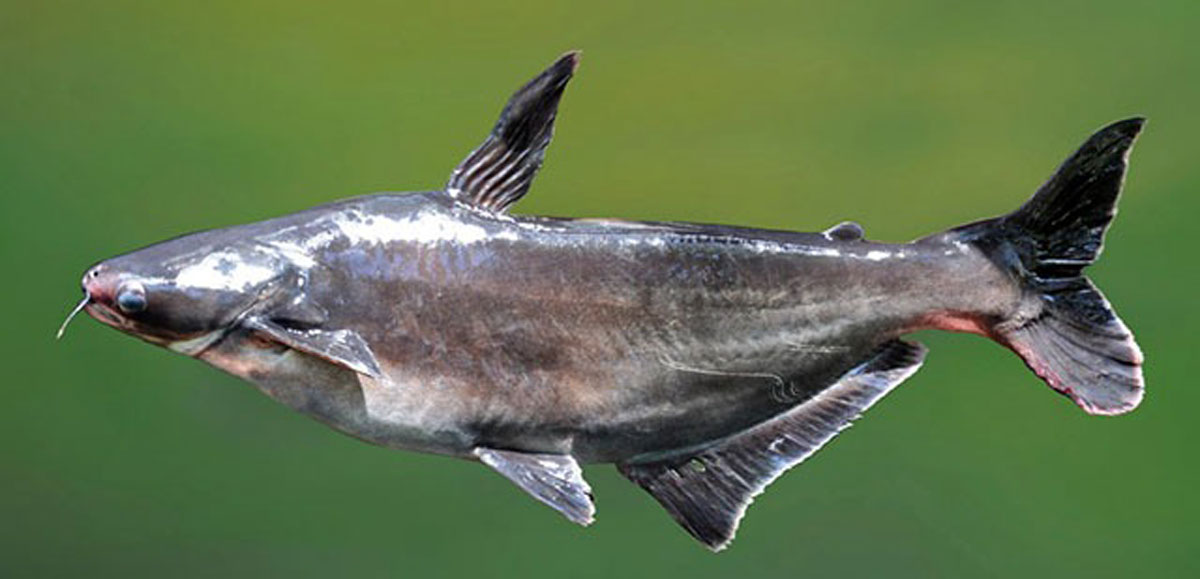 ماهی پنگوسی (Pangasius hypophthalmus)